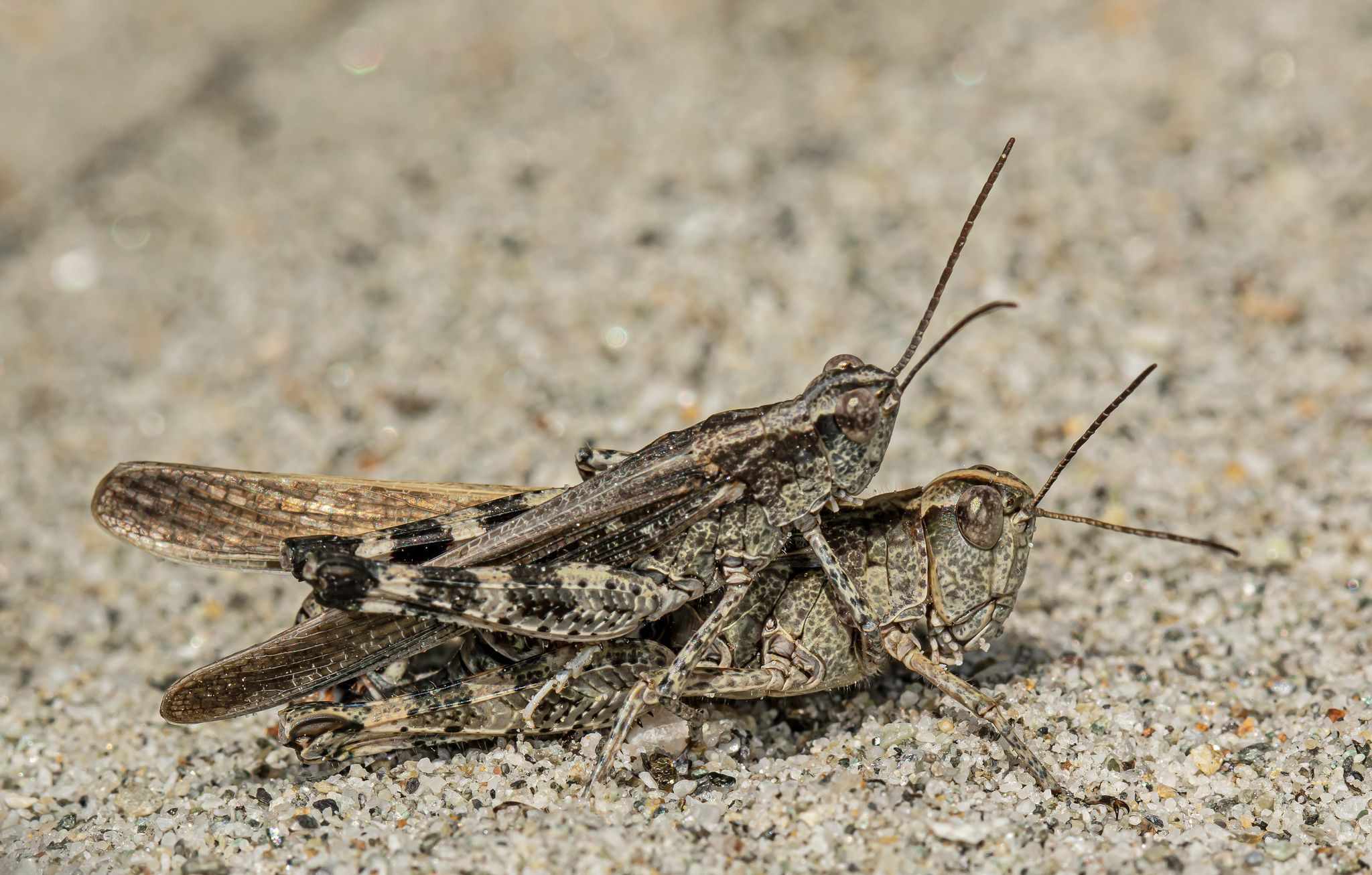 Epacromius tergestinus