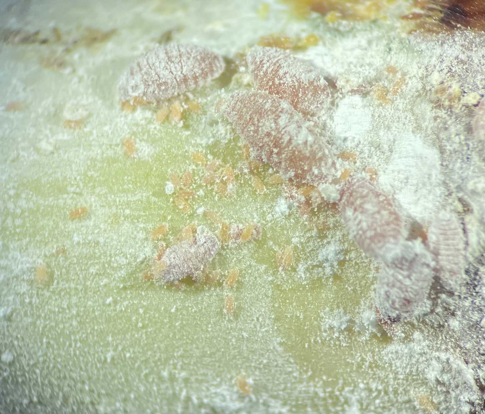 Saccharicoccus sacchari