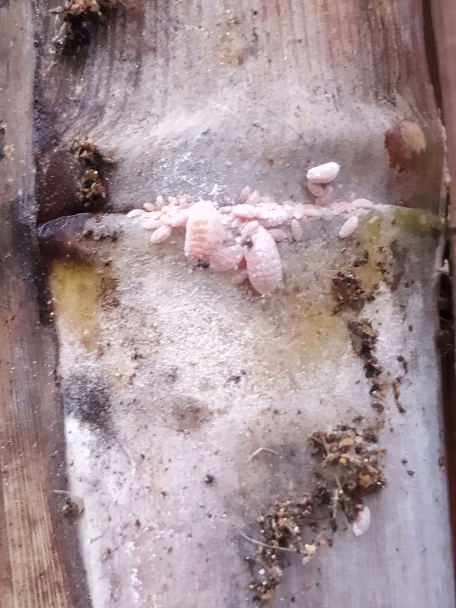 Saccharicoccus sacchari