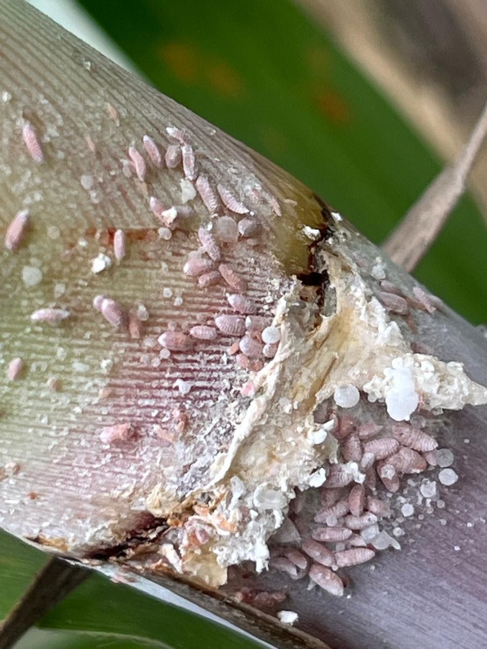 Saccharicoccus sacchari