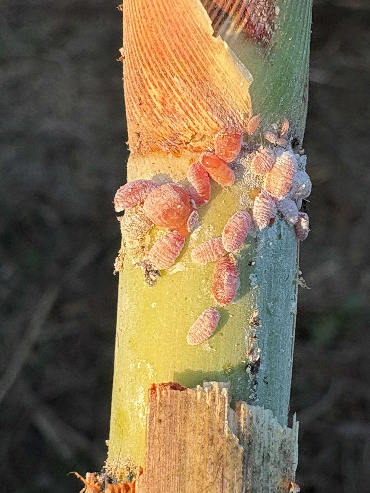 Saccharicoccus sacchari