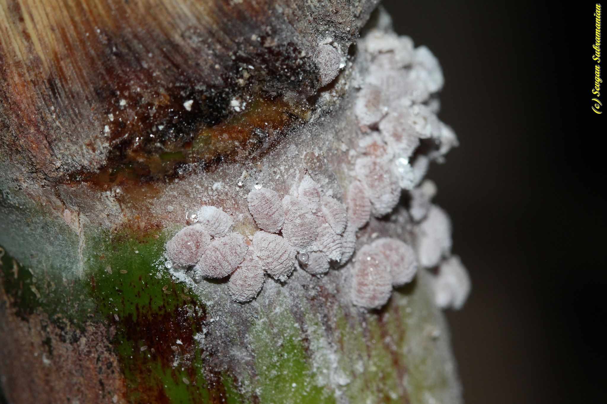 Saccharicoccus sacchari