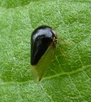 Micrutalis
