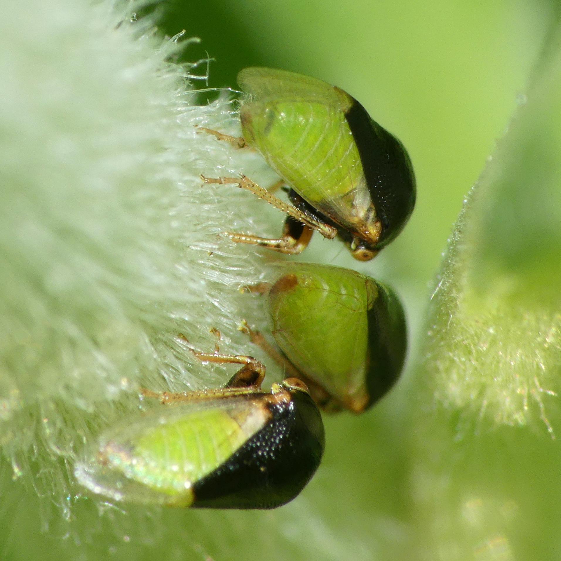 Micrutalis