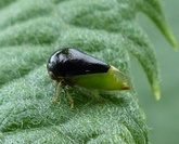 Micrutalis