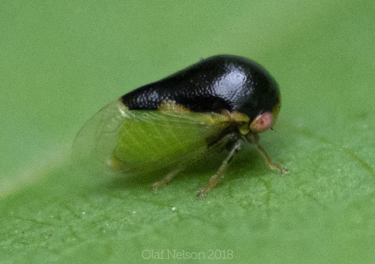 Micrutalis
