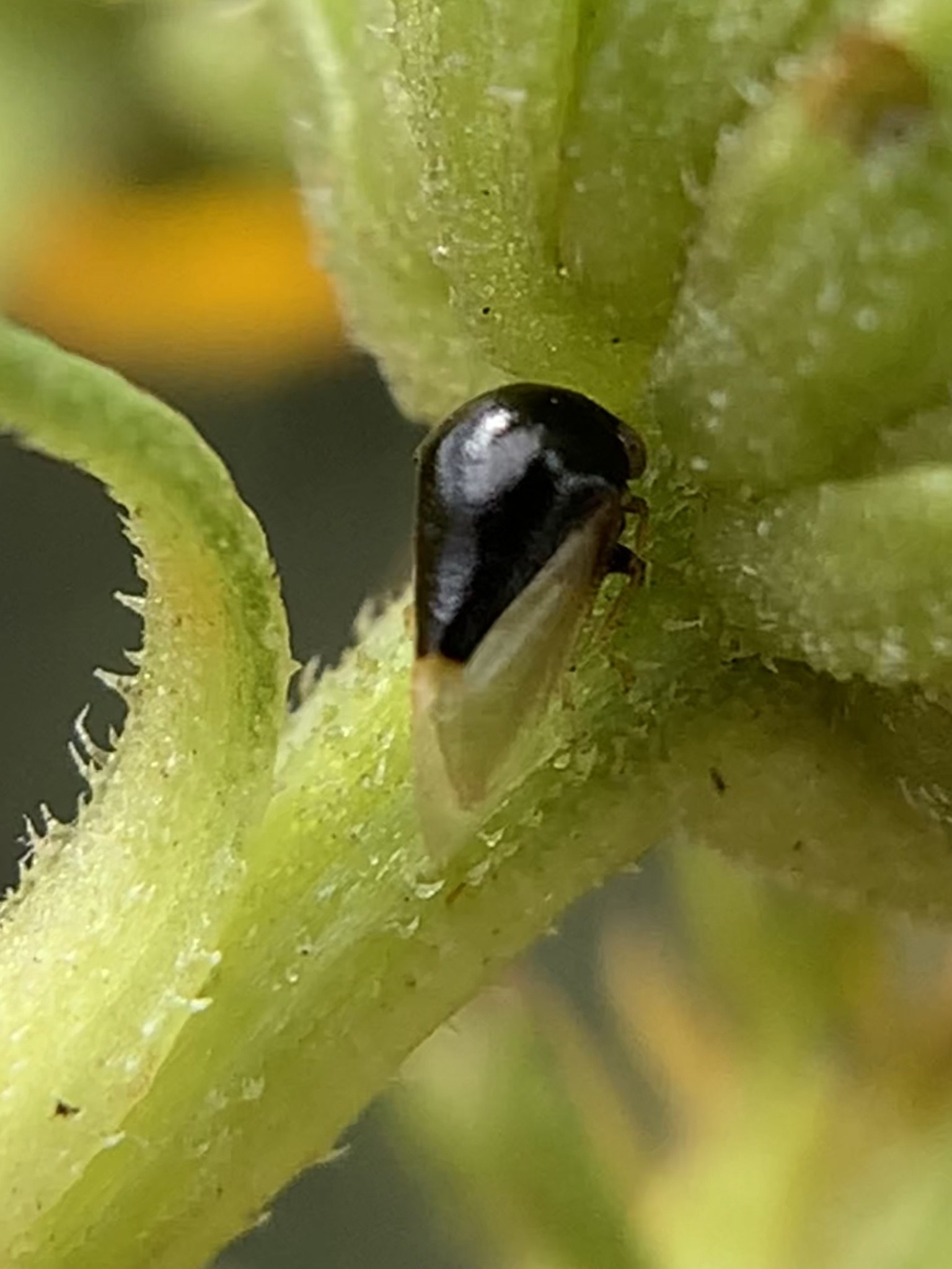 Micrutalis