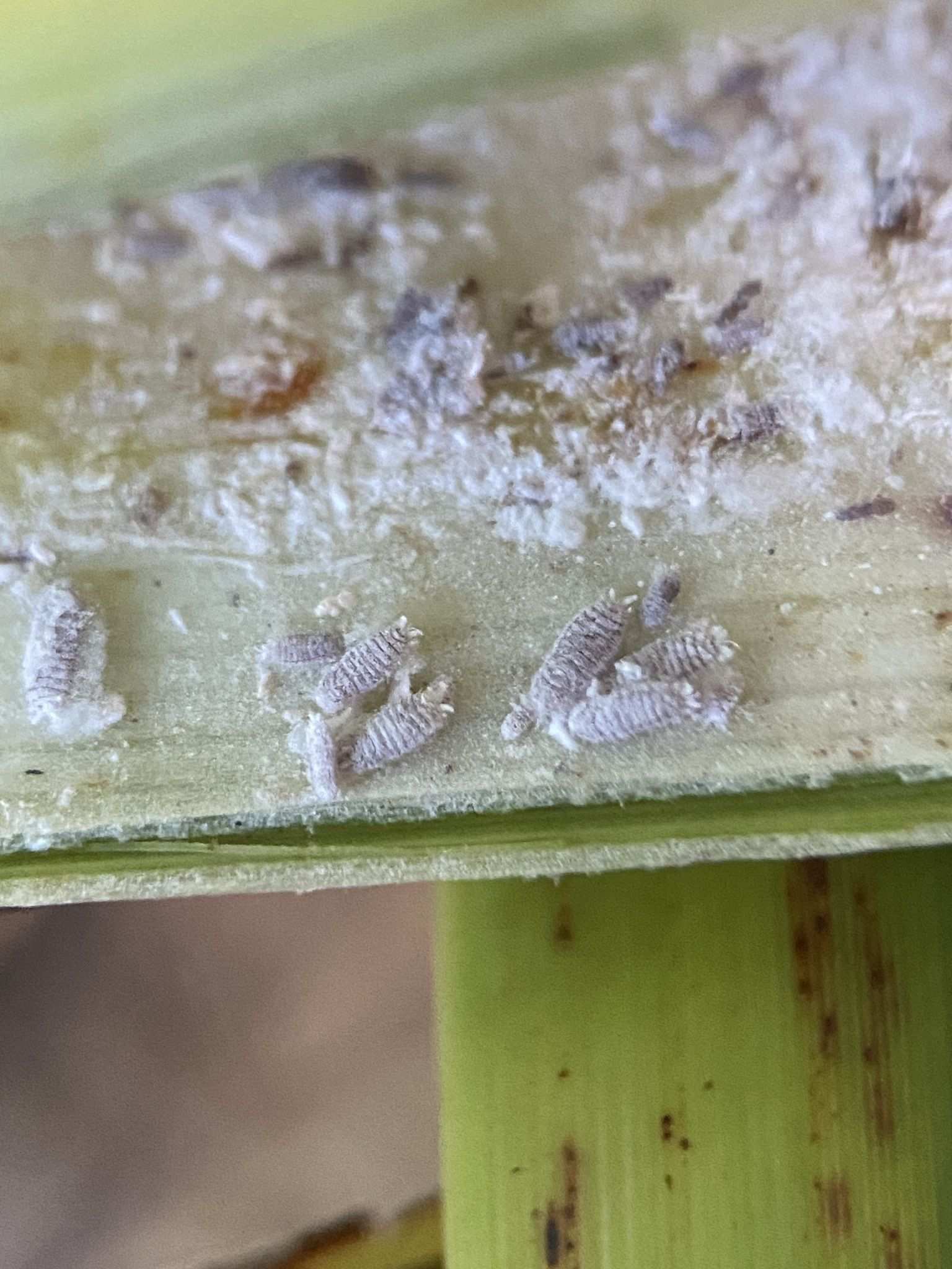 Balanococcus diminutus