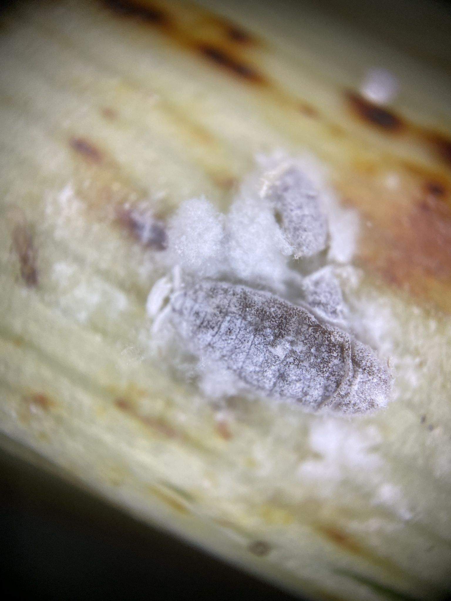 Balanococcus diminutus