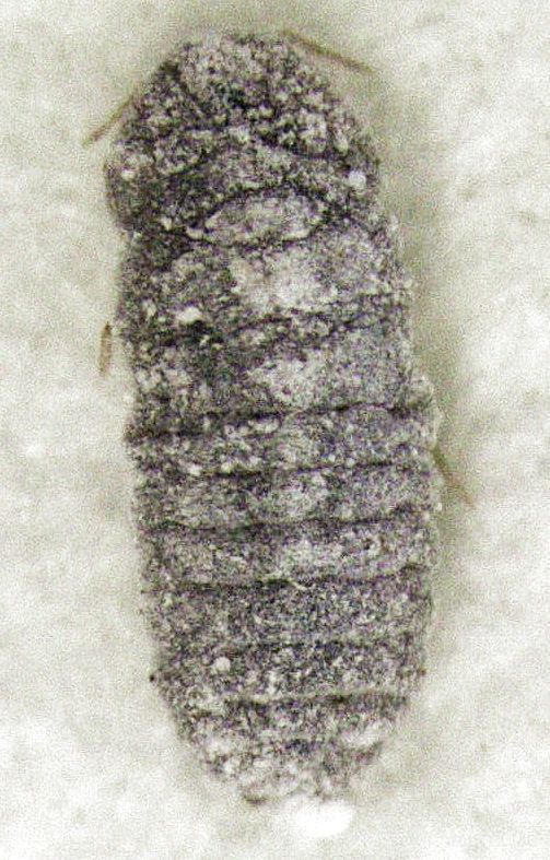 Balanococcus diminutus