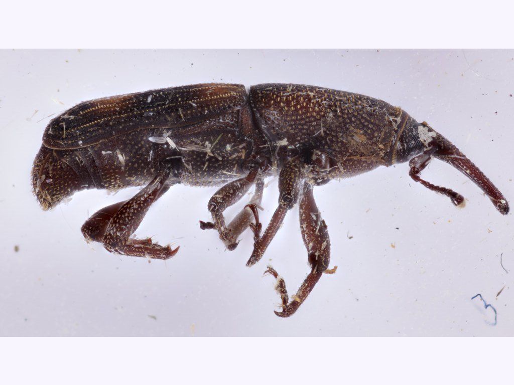 Diocalandra