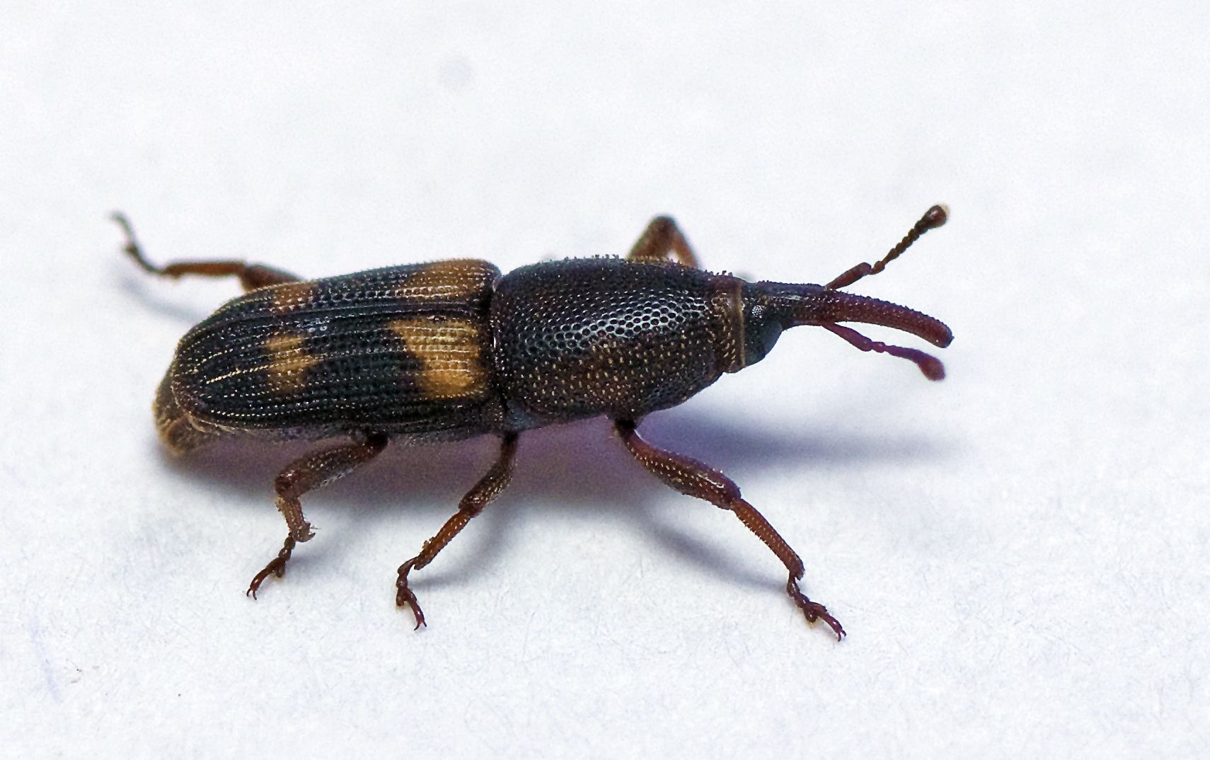 Diocalandra