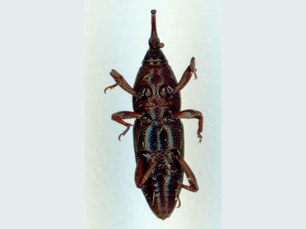 Diocalandra