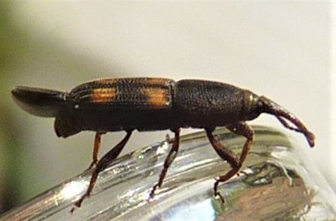 Diocalandra