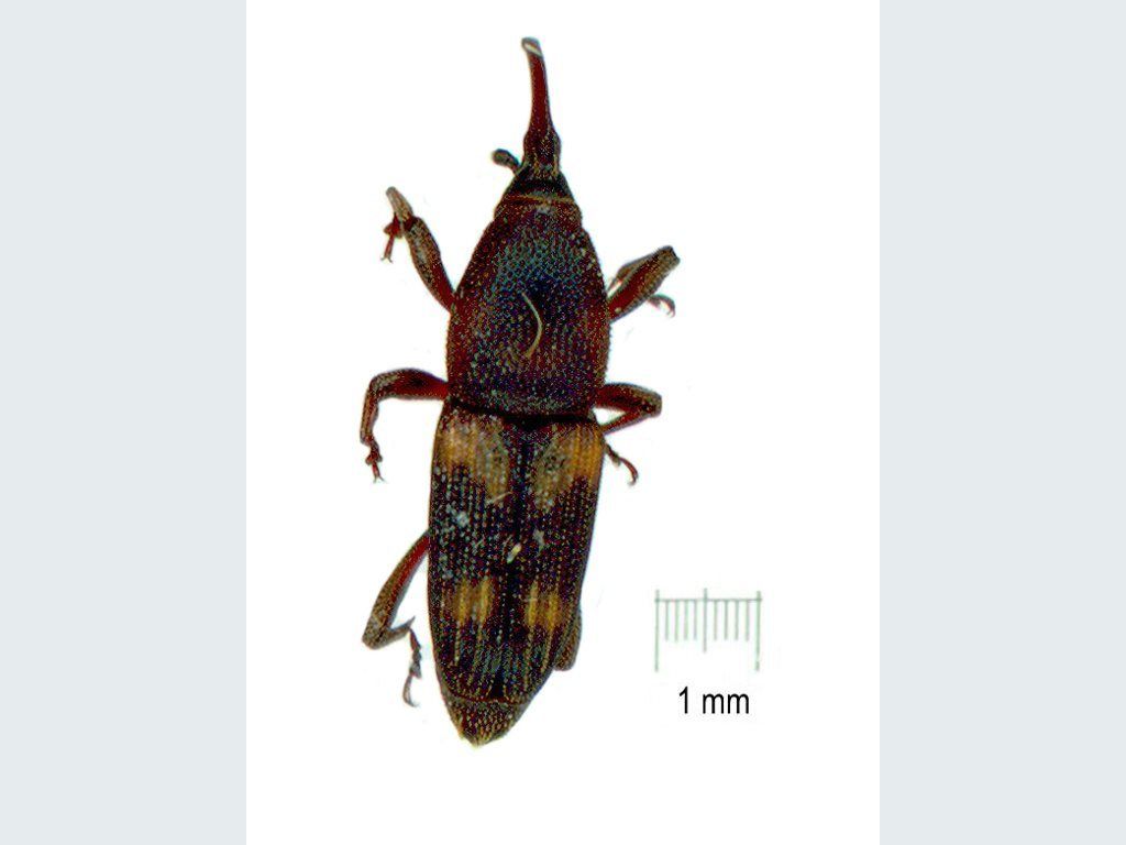 Diocalandra