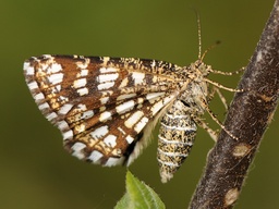 Semiothisa