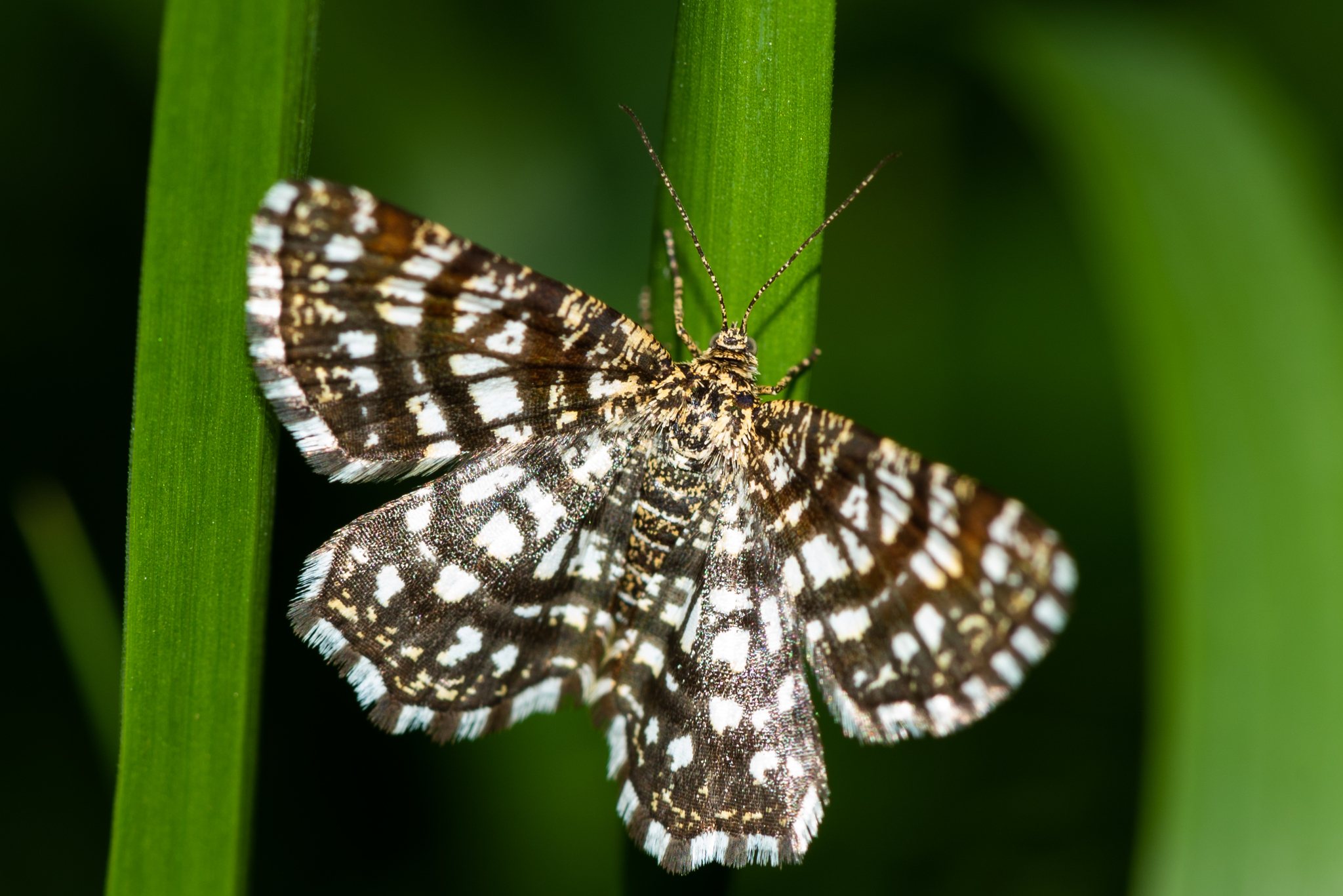 Semiothisa