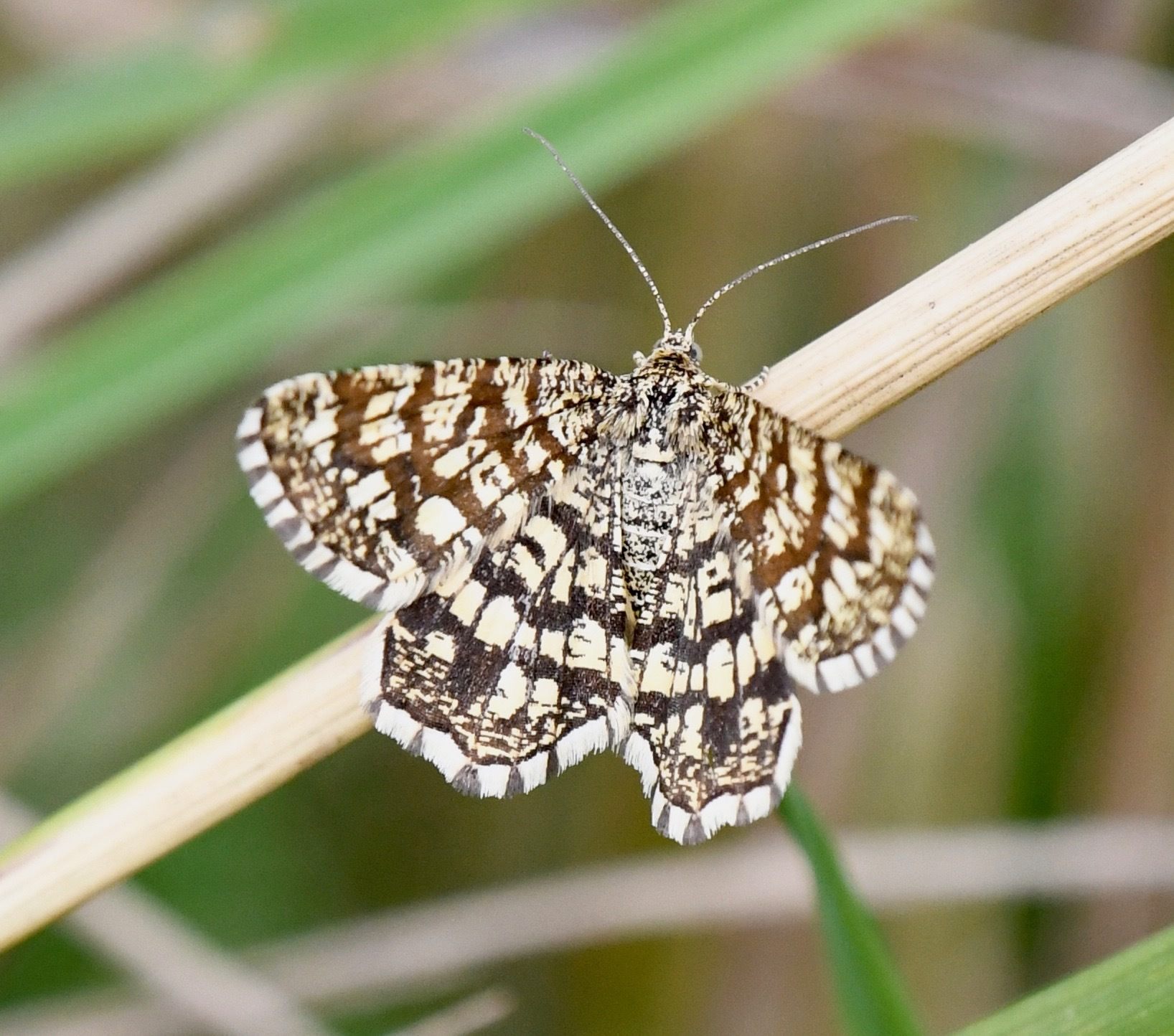 Semiothisa