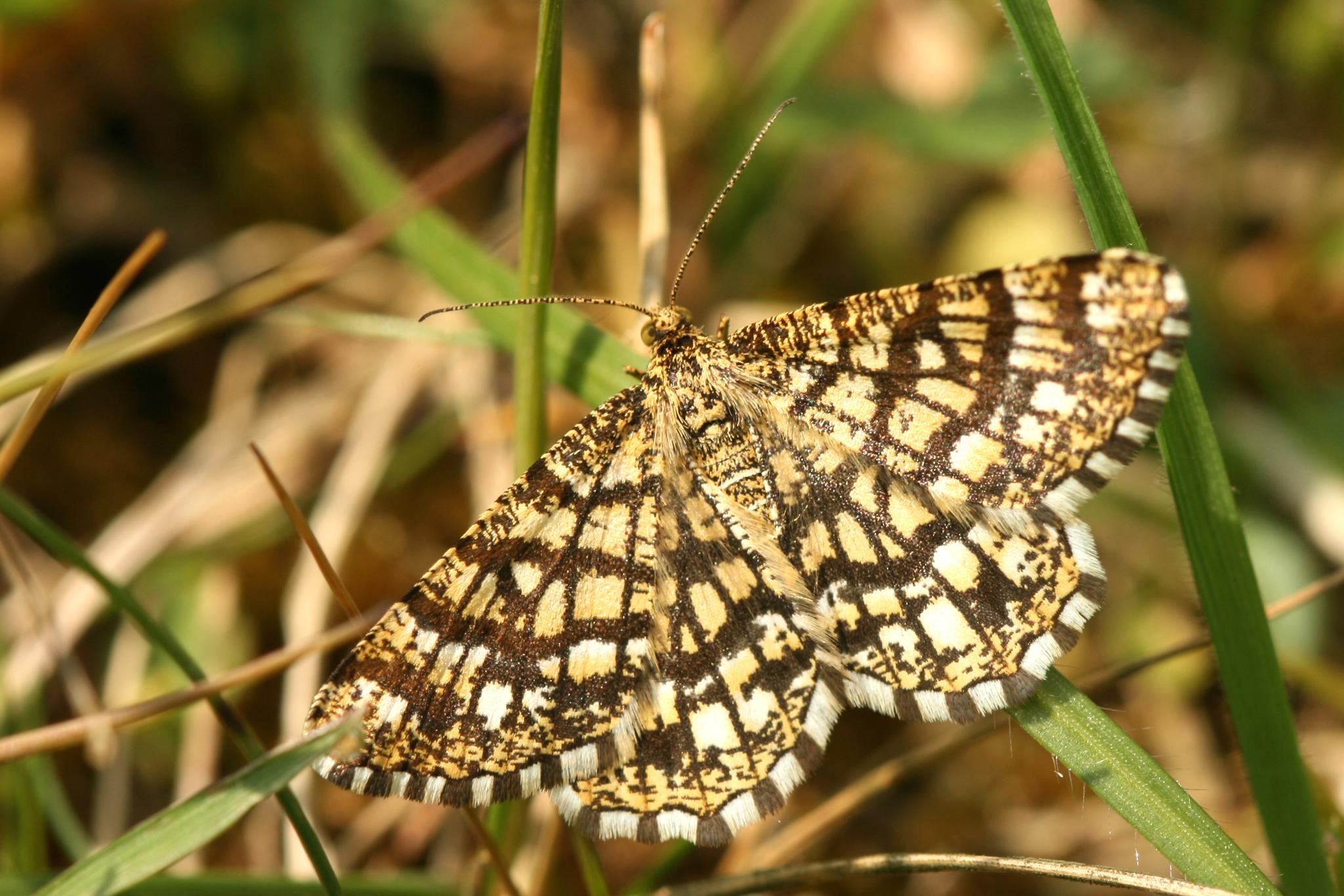 Semiothisa
