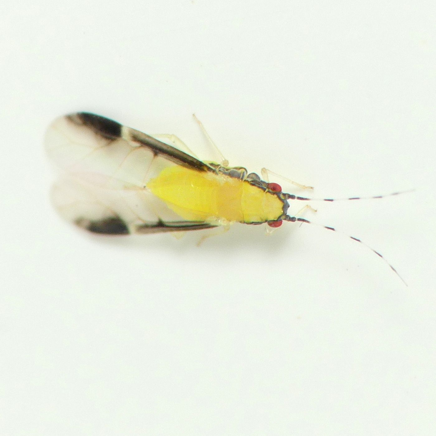 Monellia