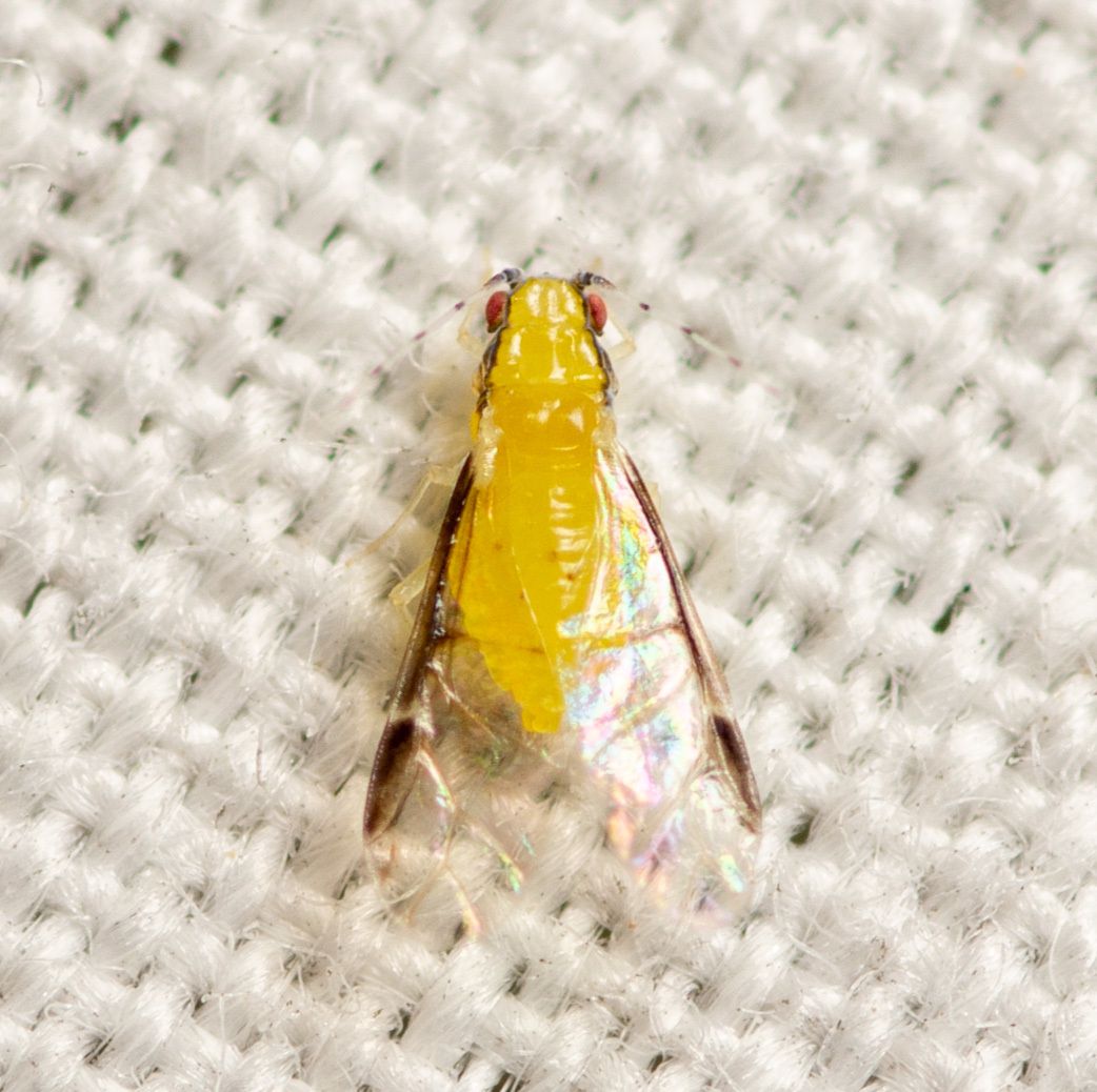 Monellia
