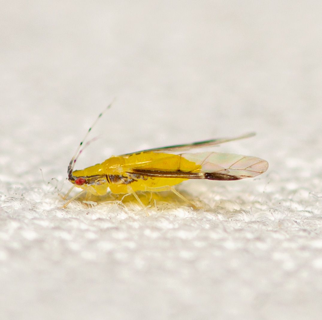 Monellia