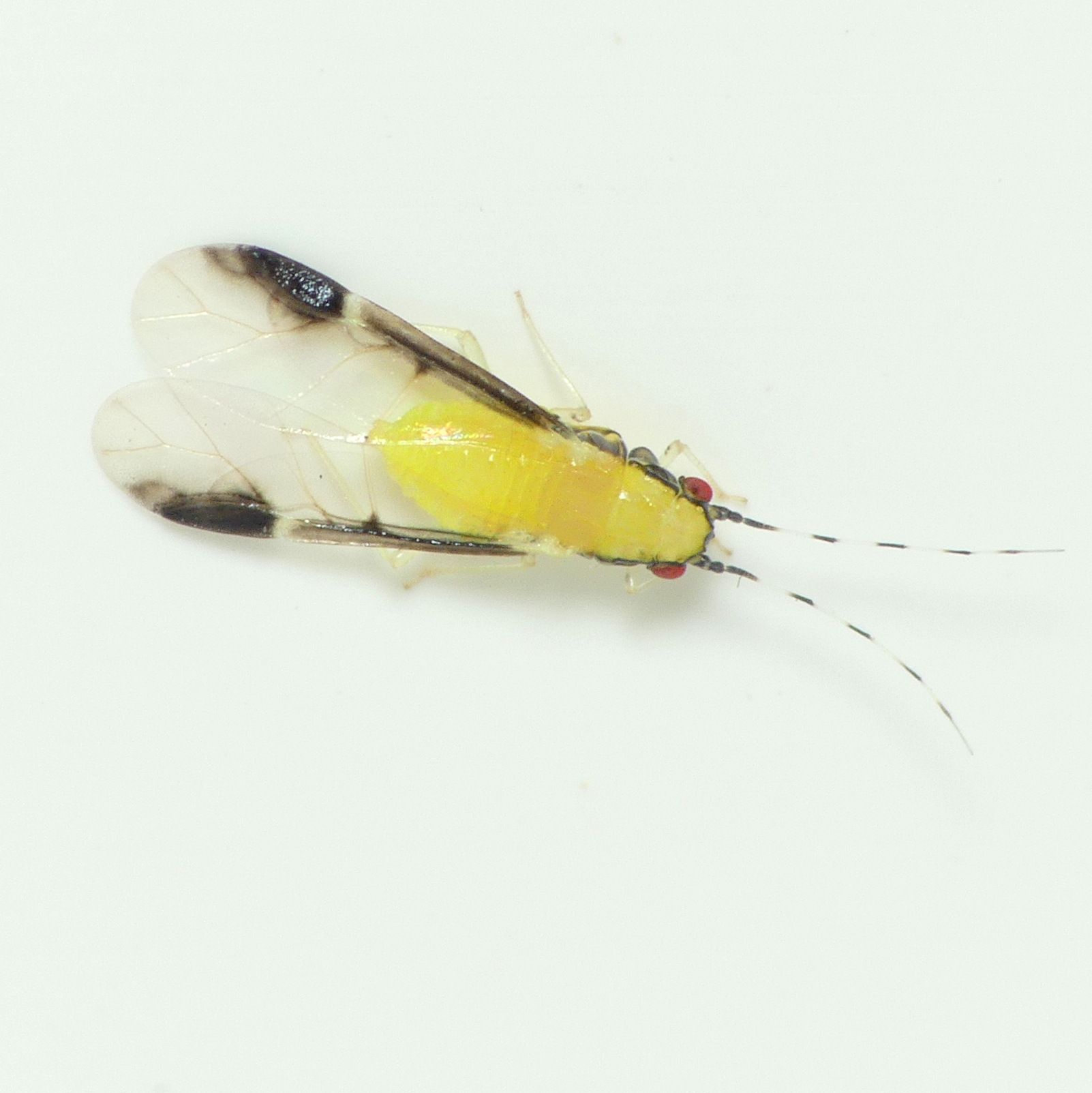 Monellia