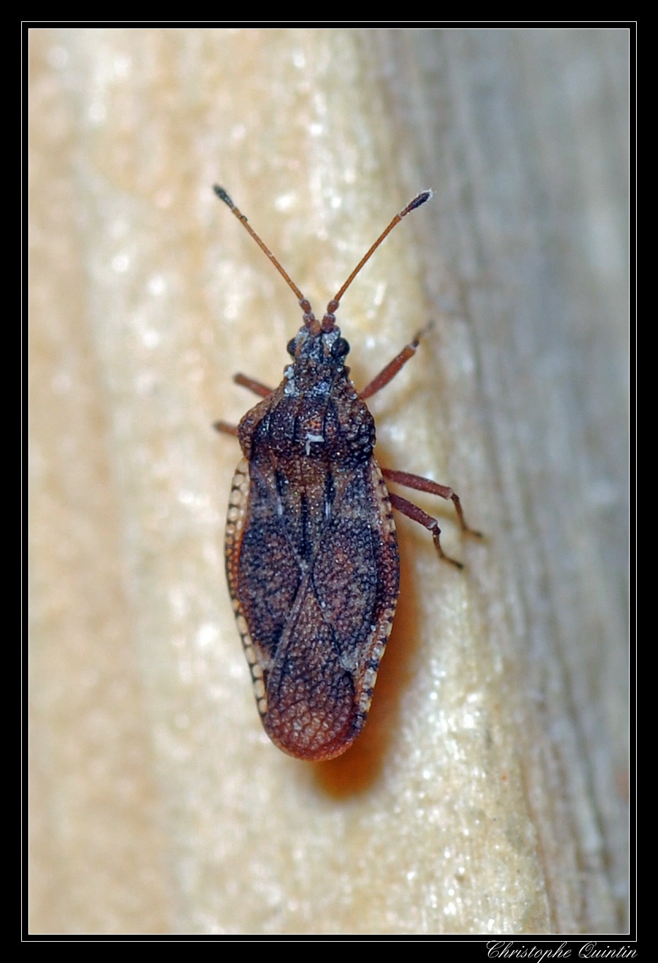 Physatocheila