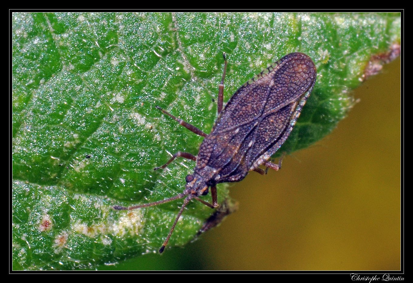 Physatocheila