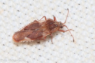 Physatocheila