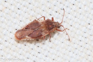 Physatocheila