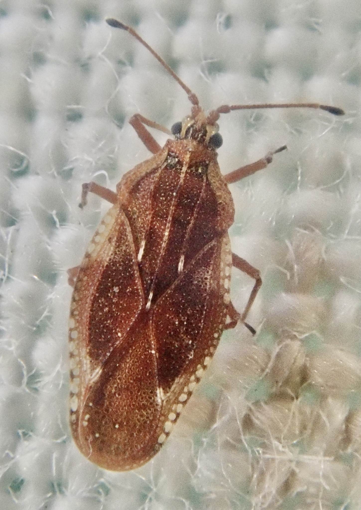 Physatocheila