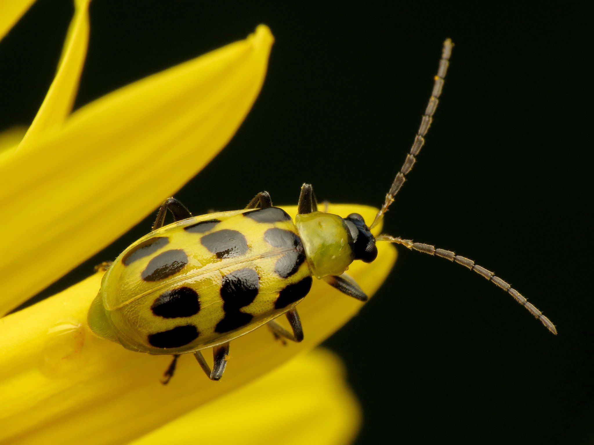 Diabrotica undecimpunctata