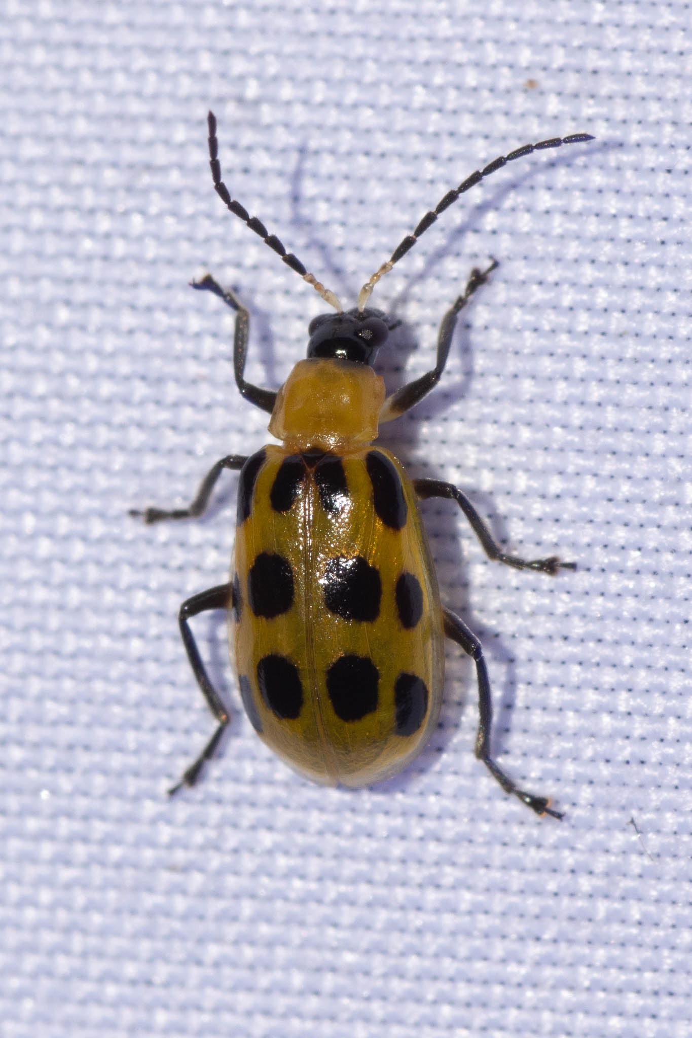 Diabrotica undecimpunctata