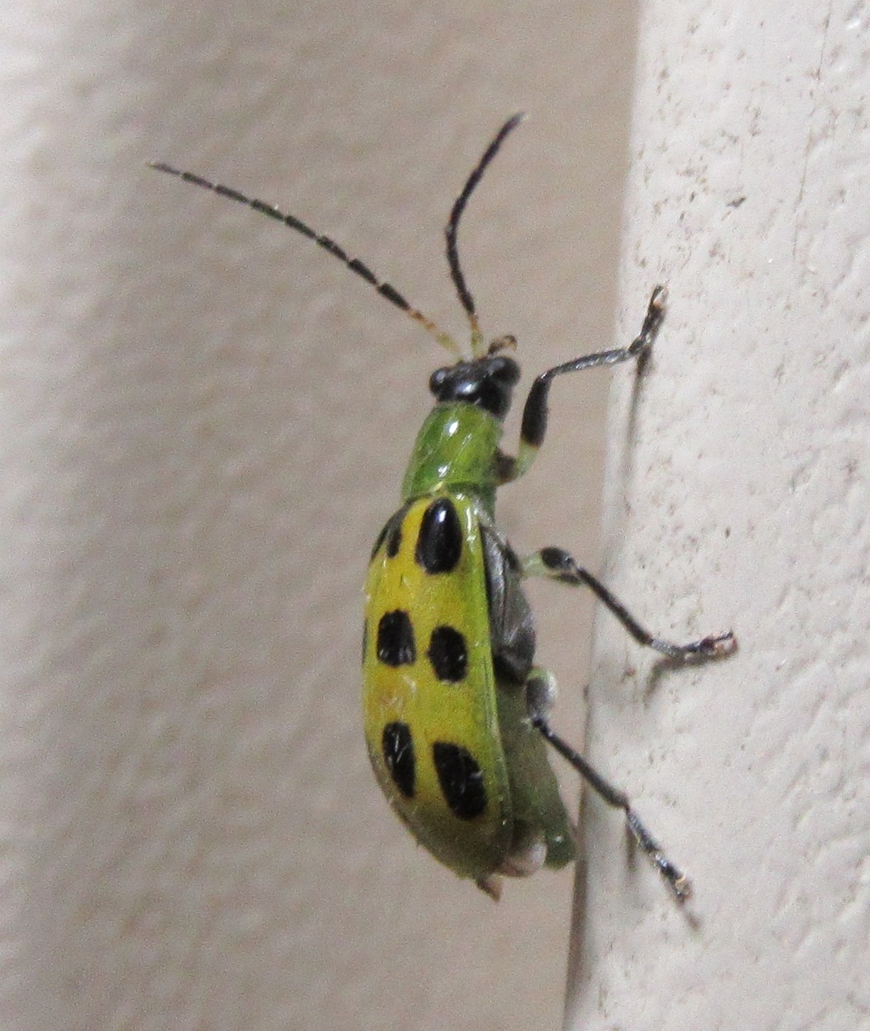Diabrotica undecimpunctata