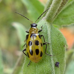Diabrotica undecimpunctata