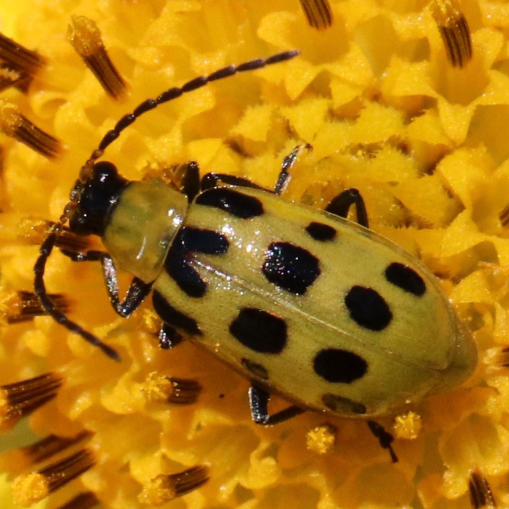 Diabrotica undecimpunctata