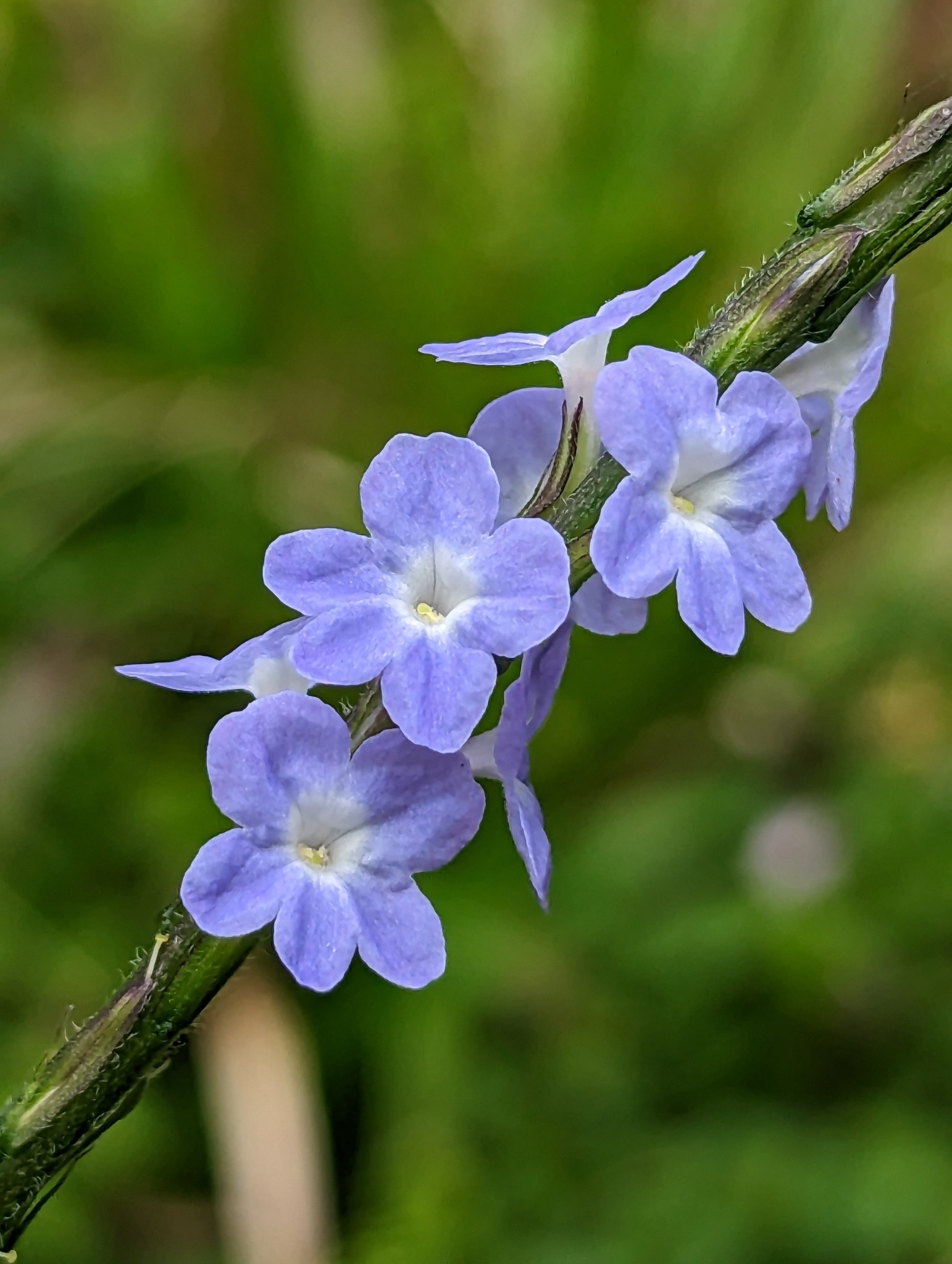 Stachytarpheta cayennensis