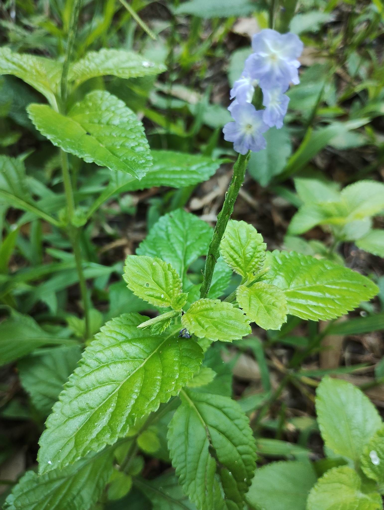 Stachytarpheta cayennensis