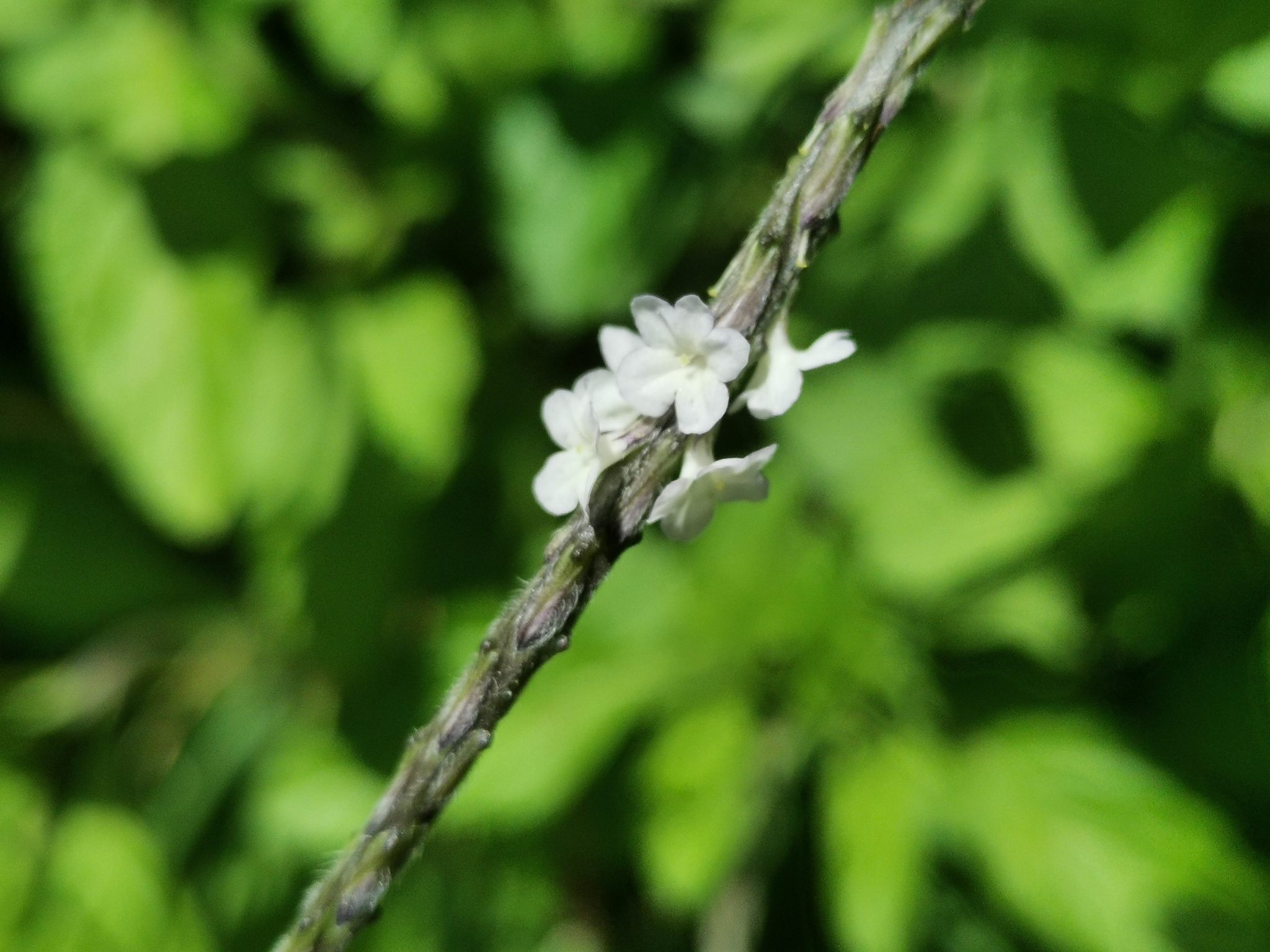 Stachytarpheta cayennensis