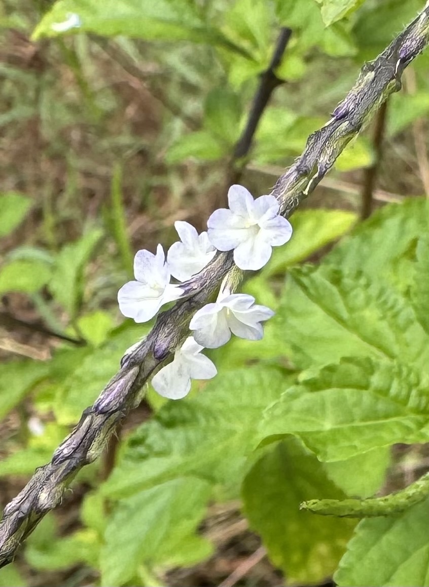 Stachytarpheta cayennensis