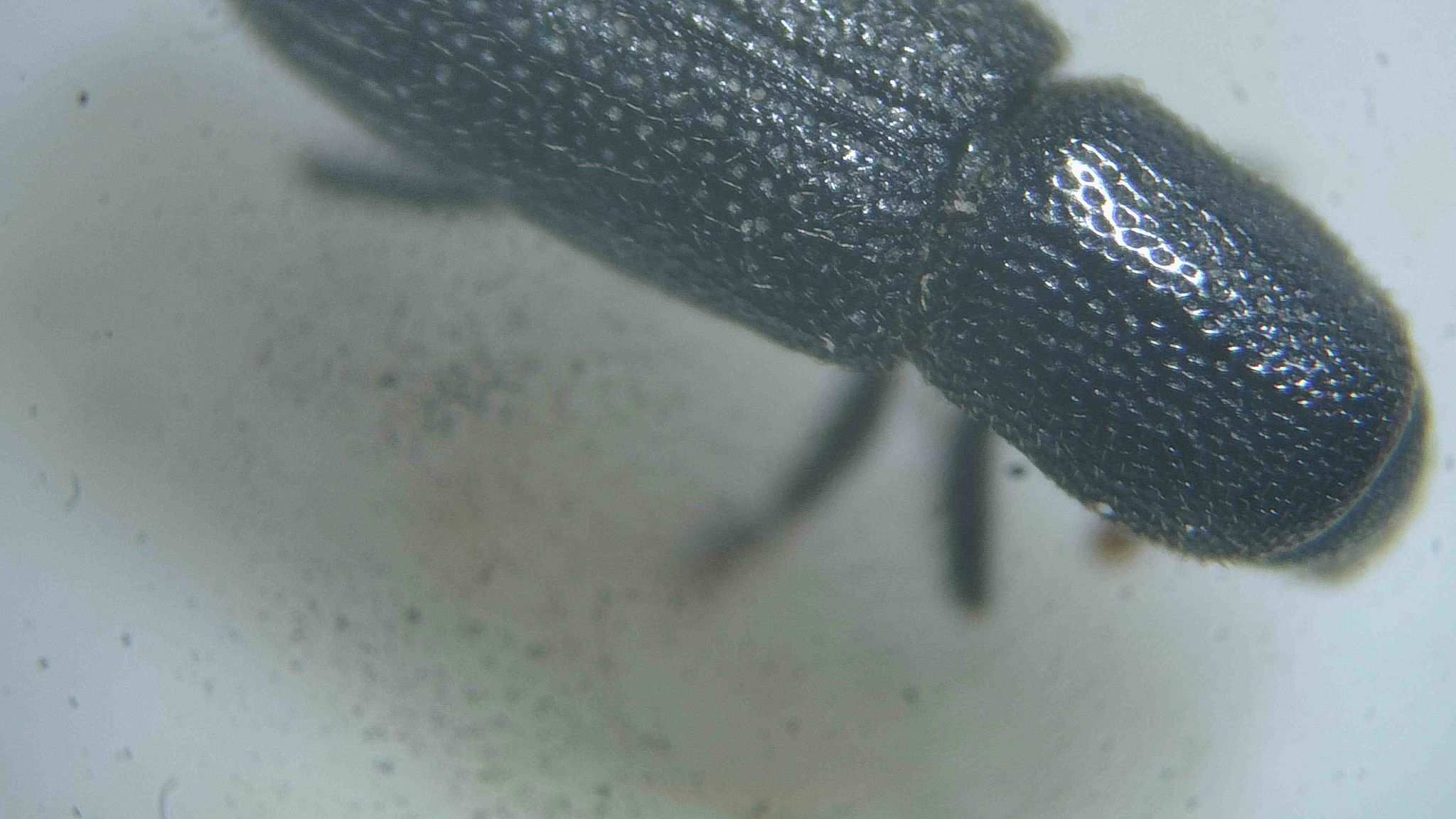 Hylastes linearis