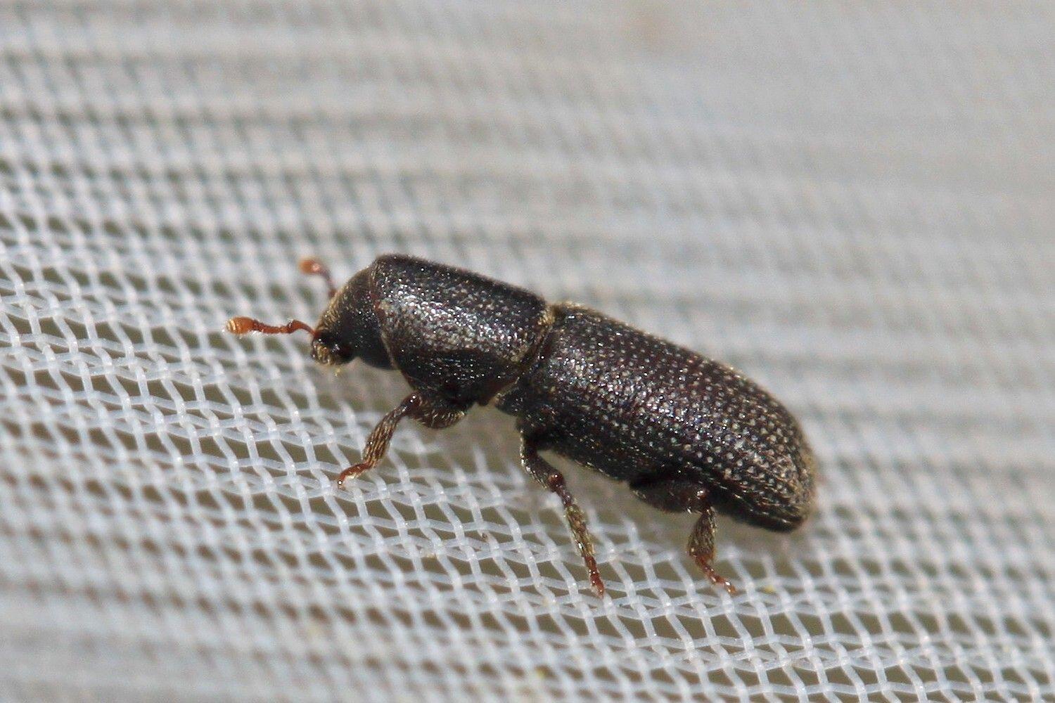 Hylastes linearis