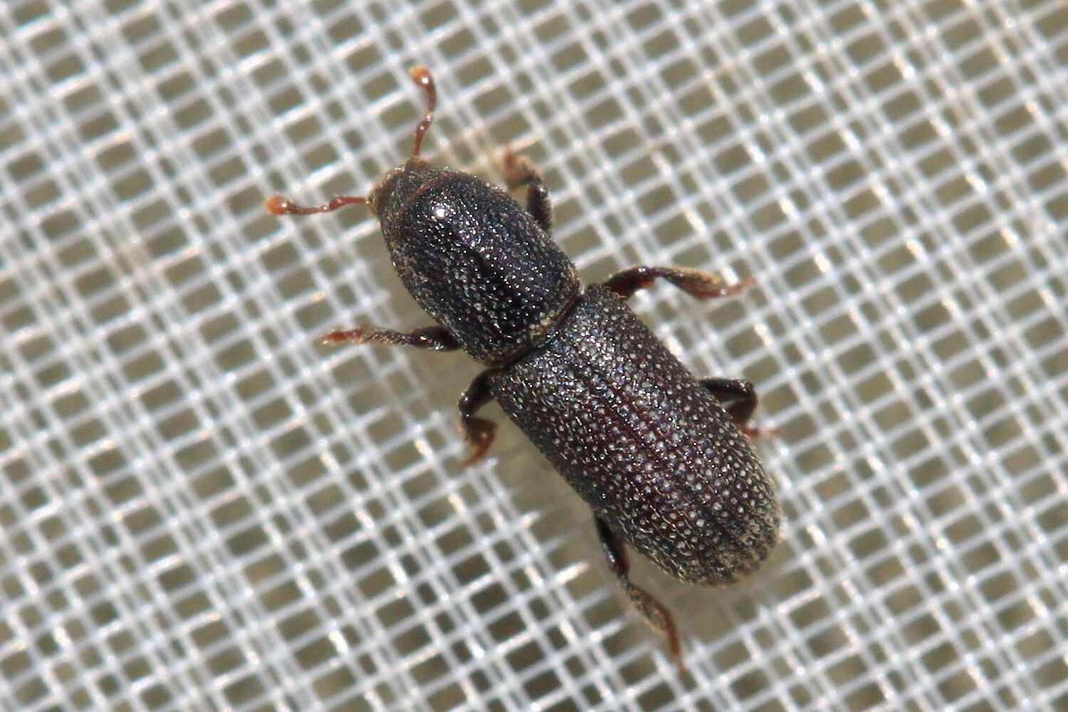 Hylastes linearis