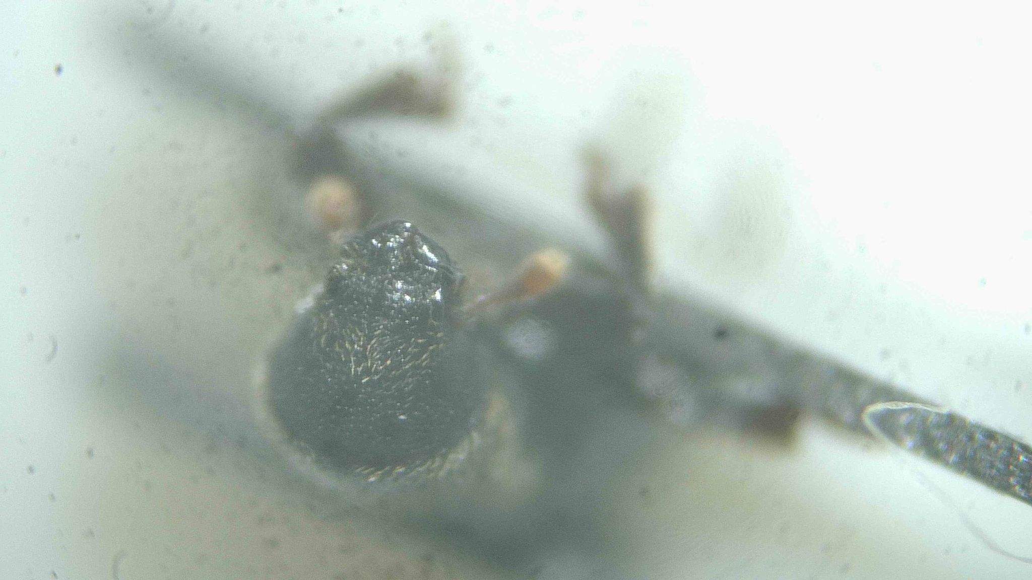Hylastes linearis
