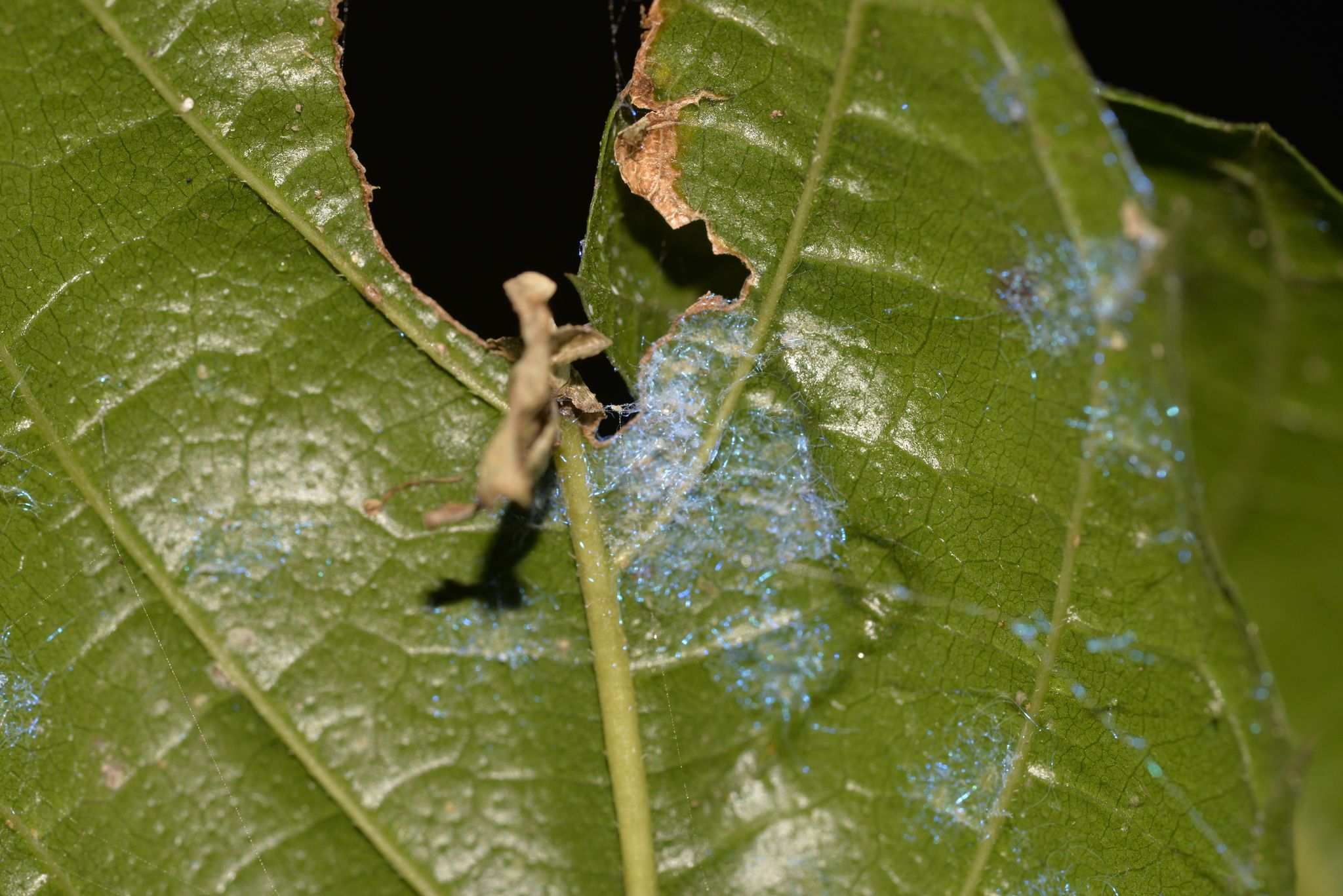 Dialeuropora