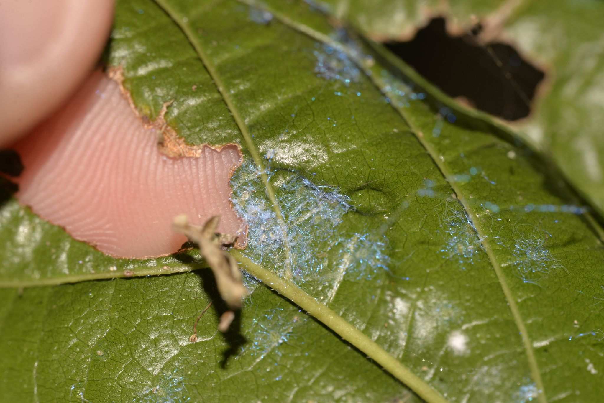Dialeuropora