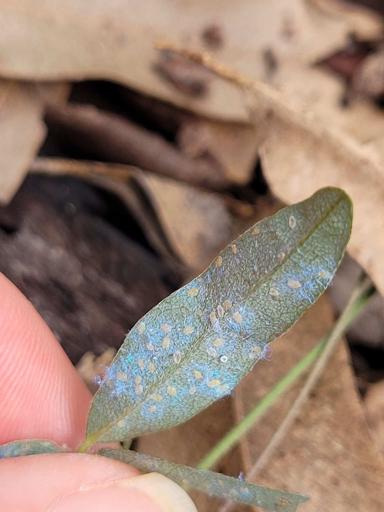 Dialeuropora