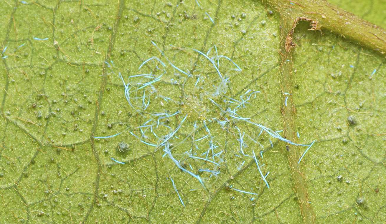 Dialeuropora