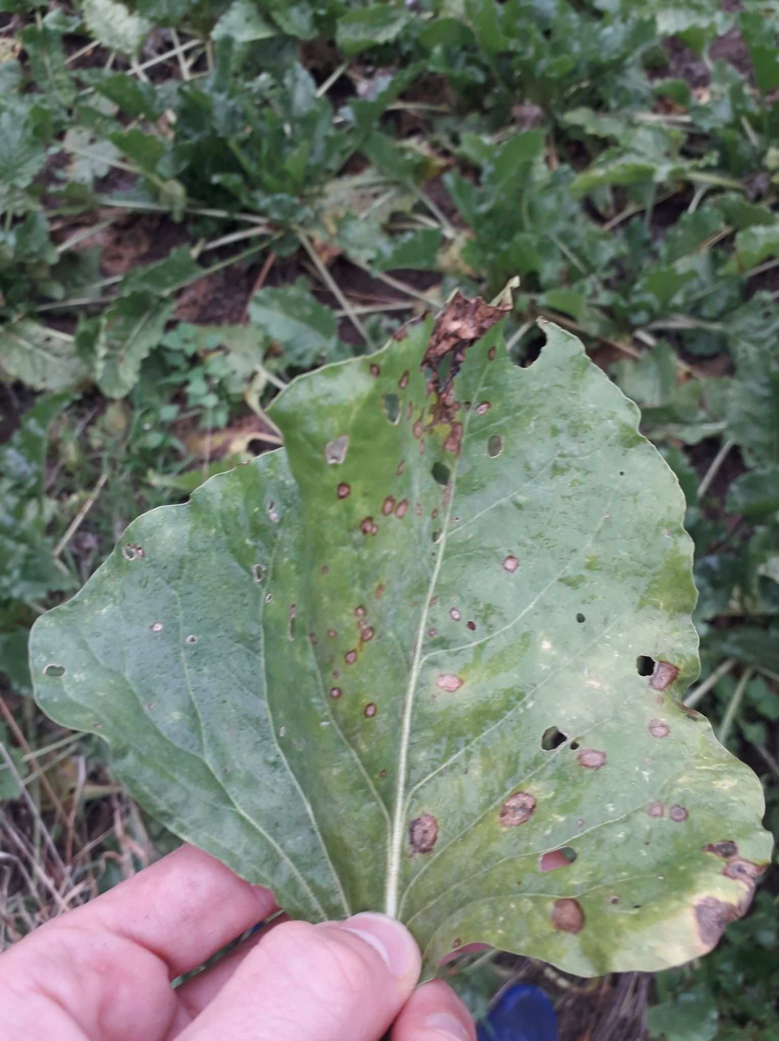 Ramularia beticola